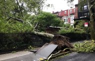 A Tree Fell in Lviv Due to a Storm and Killed Two People