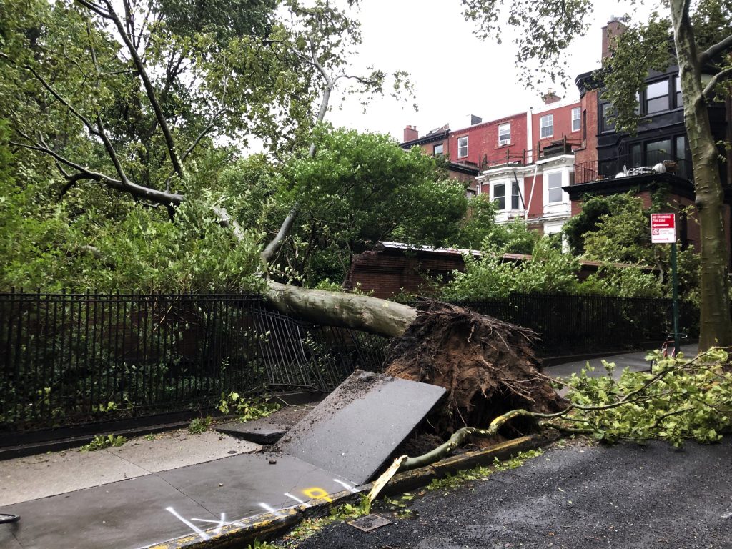 A Tree Fell in Lviv Due to a Storm and Killed Two People