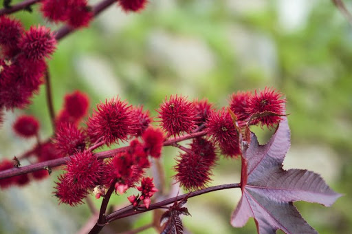 Biologists Told About the Most Dangerous Plants in Ukraine