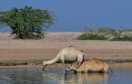 Camels Drown in the Desert