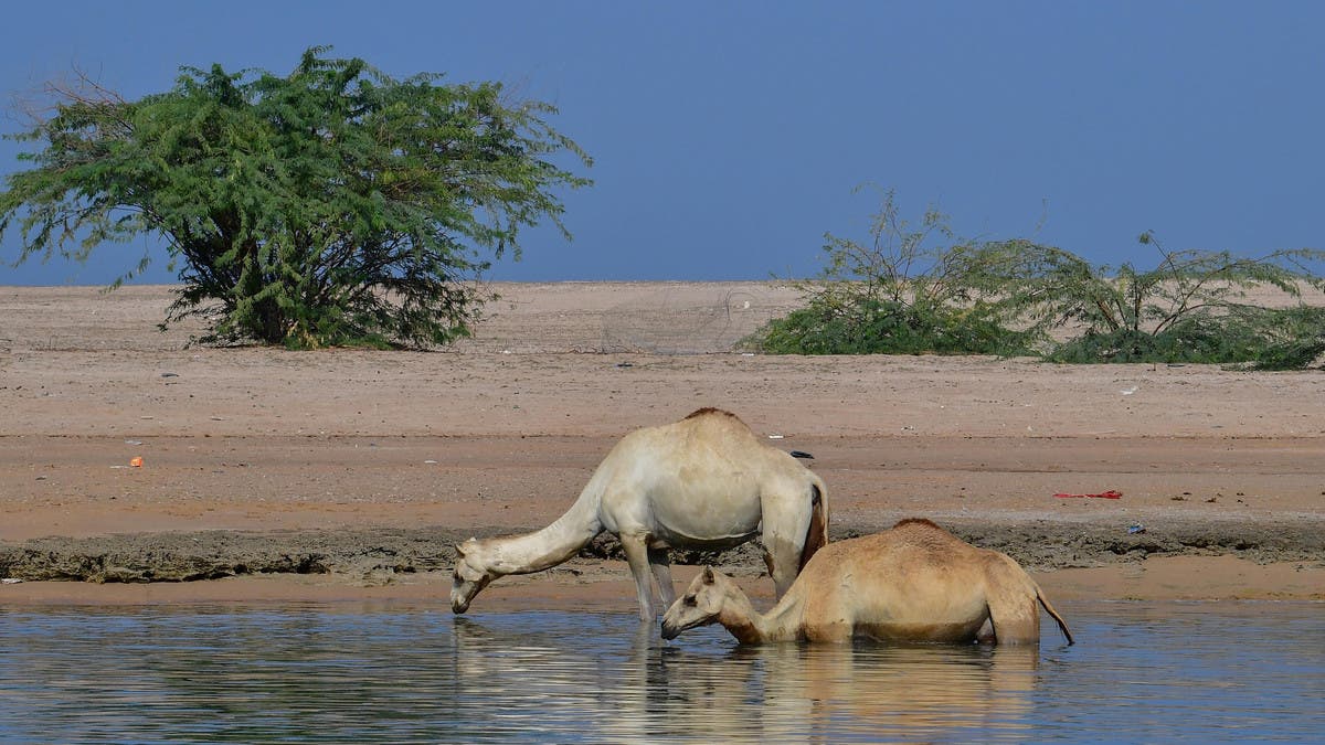 Camels Drown in the Desert