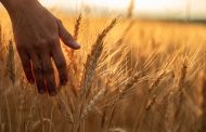 Do We Expect an Increase in World Wheat Production?