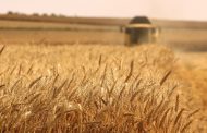 Four Regions' Farmers Have Completed the Harvest of Winter and Spring Wheat