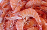 In the Gulf, Tourists Complain About Fake Shrimp Made of Gelatin