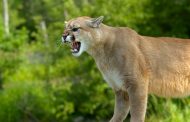 In the Suburbs of Kaniv Found a Cougar