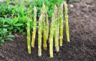 It Is Stated Why Farmers Do Not Grow Asparagus