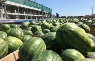 The Region of Ukraine With the Best Watermelon Harvest Has Been Announced