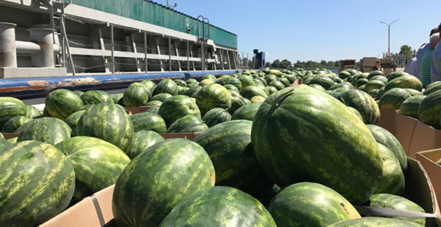 The Region of Ukraine With the Best Watermelon Harvest Has Been Announced