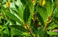 The Strongest Mask for Hair Growth and Nutrition Is Laurel