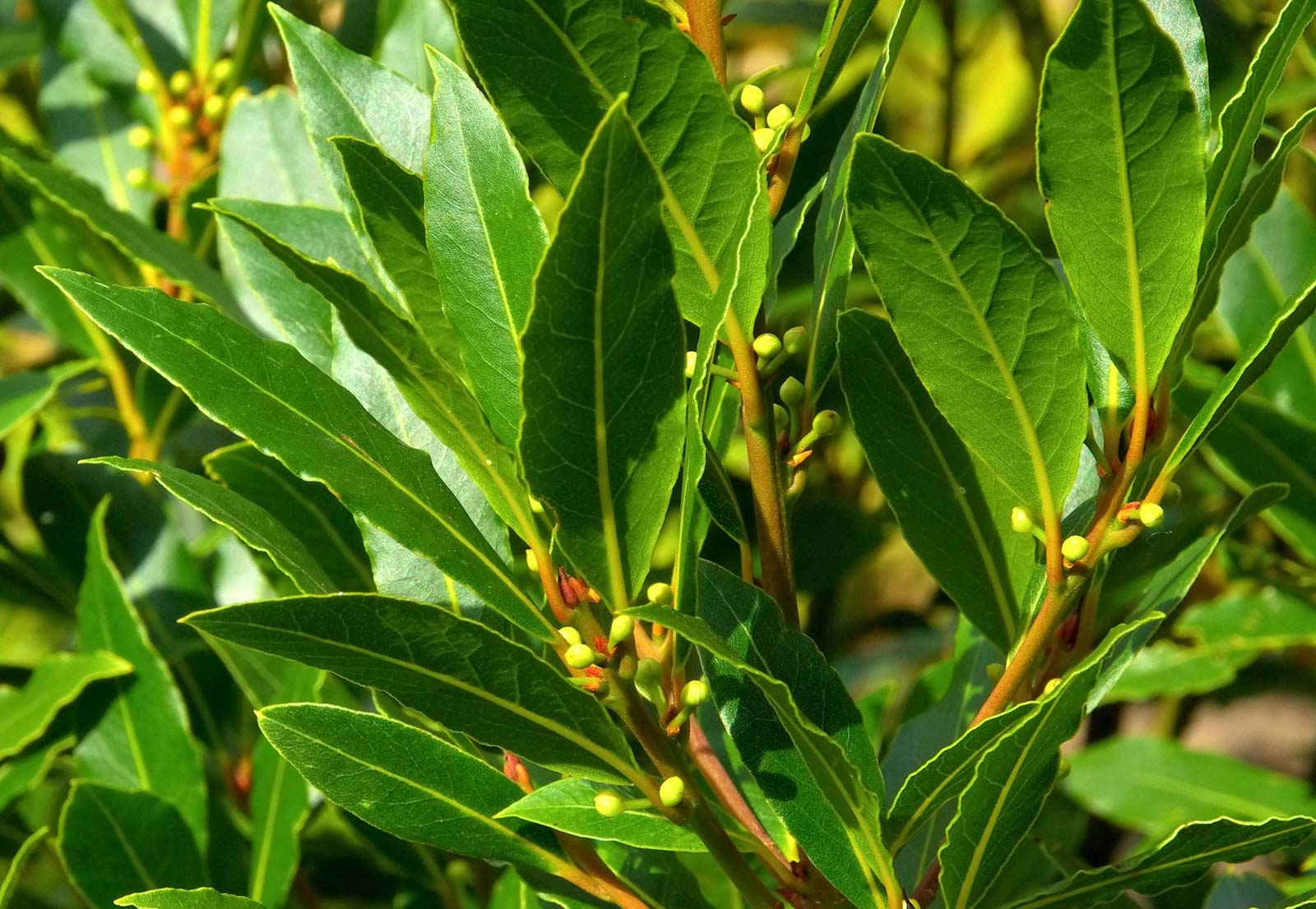 The Strongest Mask for Hair Growth and Nutrition Is Laurel