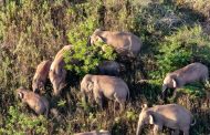 Traveling Elephants in China Have Finally Headed Towards Their Home