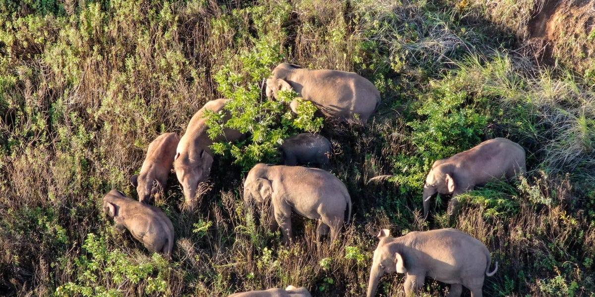 Traveling Elephants in China Have Finally Headed Towards Their Home