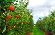 Visitors to the Farm Are Offered to Harvest Their Own in Transcarpathia