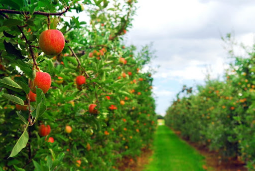 Visitors to the Farm Are Offered to Harvest Their Own in Transcarpathia