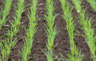 Autumn Weed Control in Winter Grain Crops