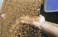 DPZKU Harvested More Than 200 Thousand Tons of Grain of the New Harvest