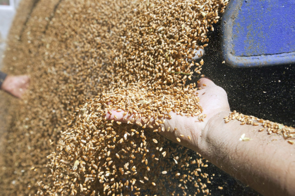 DPZKU Harvested More Than 200 Thousand Tons of Grain of the New Harvest