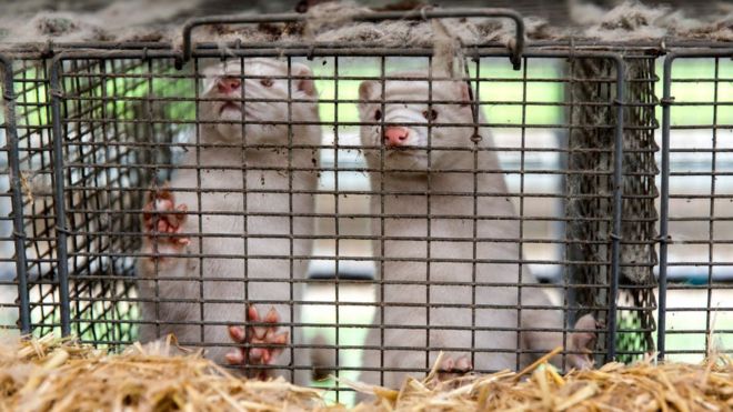 Denmark Is Going to Extend the Ban on Breeding Mink
