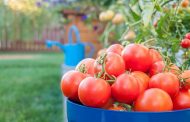 Farmers Have Revived the Tomato Variety, Which Is Over 150 Years Old