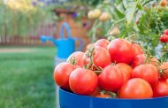 Farmers Have Revived the Tomato Variety, Which Is Over 150 Years Old
