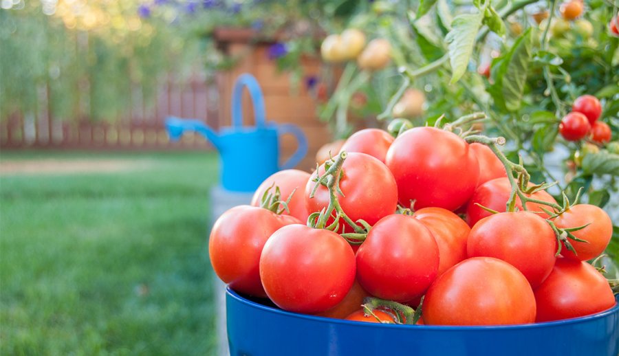 Farmers Have Revived the Tomato Variety, Which Is Over 150 Years Old