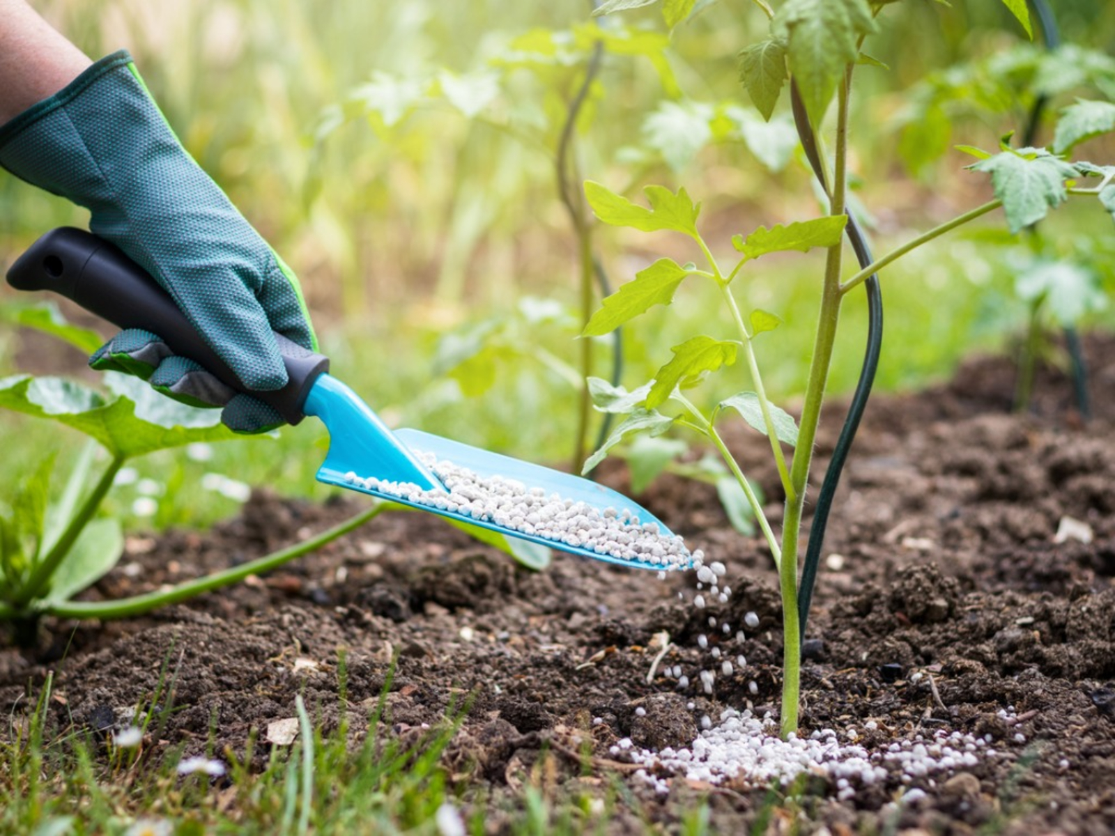 How to Choose the Right Fertilizer