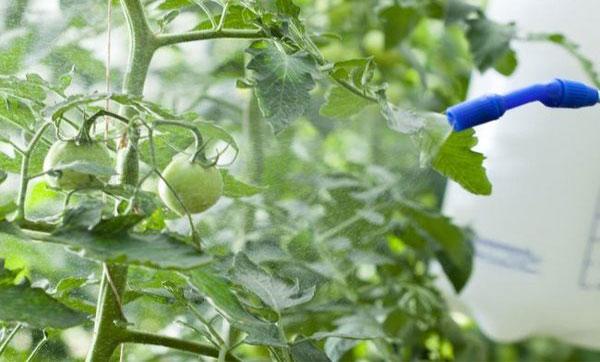 How to Treat Tomato Diseases With Iodine, Milk and Water