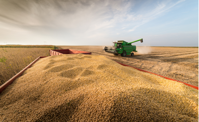 Soybean Harvest Has Started in Ukraine