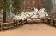 The World’s Largest Tree Wrapped in a “Blanket”