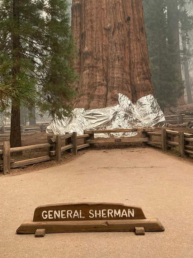 The World’s Largest Tree Wrapped in a “Blanket”