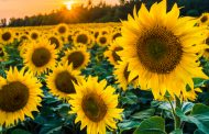Breeders Presented the Latest Sunflower Hybrid