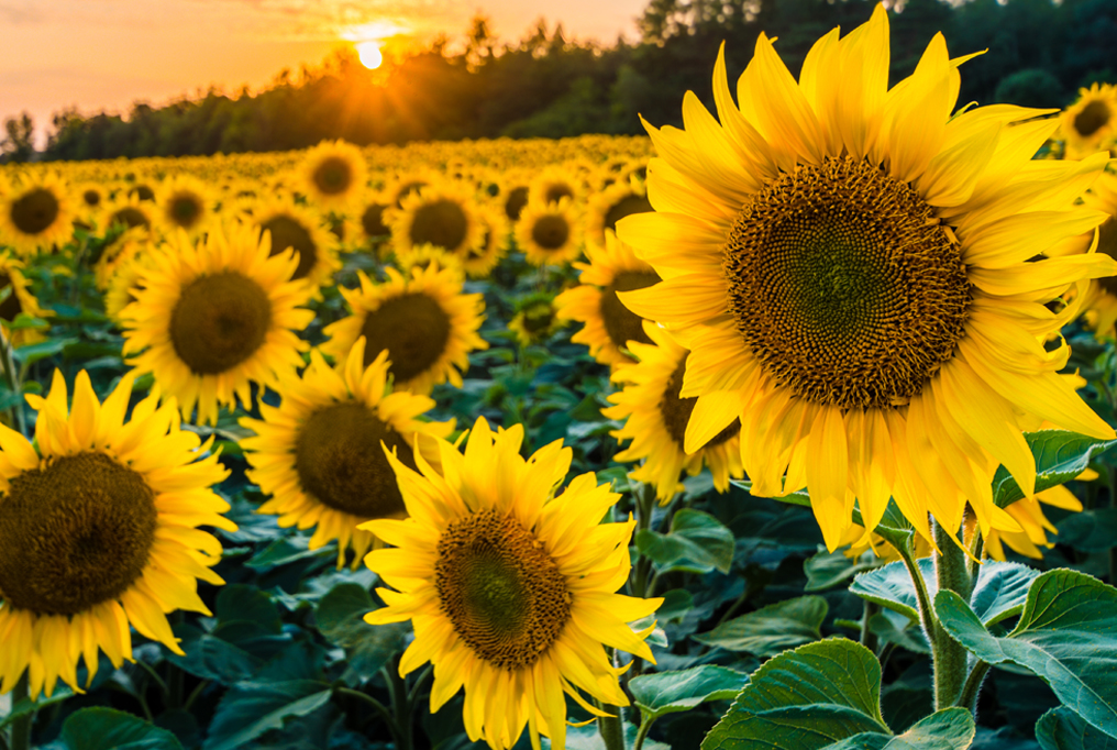 Breeders Presented the Latest Sunflower Hybrid