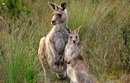 In Australia, Teenagers Are Accused of Killing 14 Kangaroos