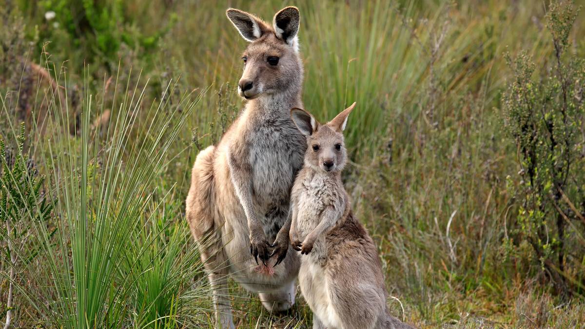 In Australia, Teenagers Are Accused of Killing 14 Kangaroos