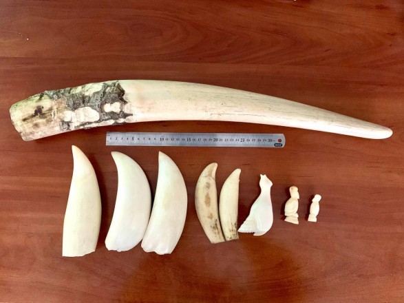 At the Kyiv customs, walrus tusk and sperm whale teeth were found in the parcels