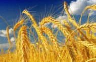 A new variety of wheat has been bred in Ukraine