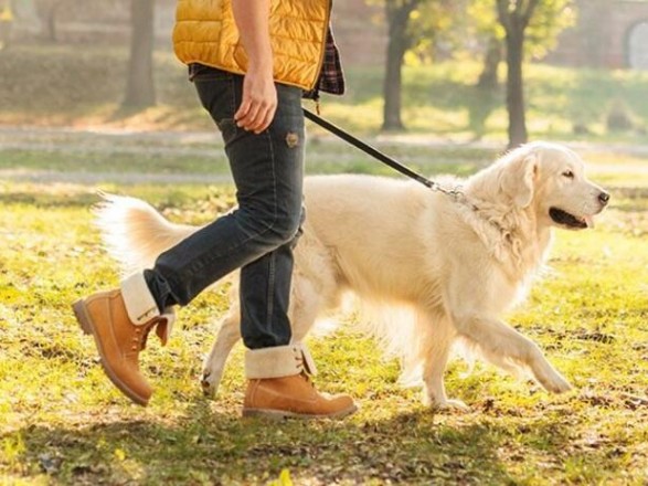 No photos with wild animals and ban on cruel training: zoo protection law came into force in Ukraine