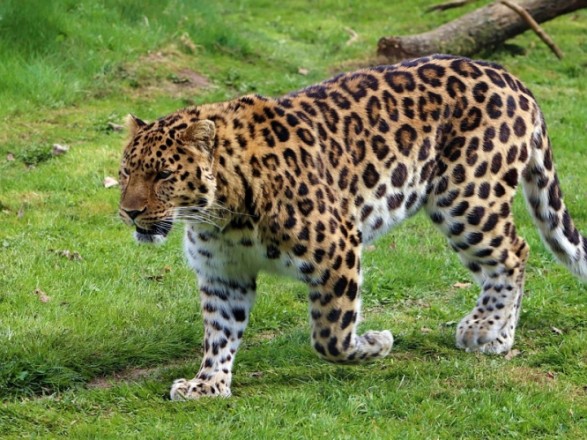 In India, a leopard broke into a school and attacked a student