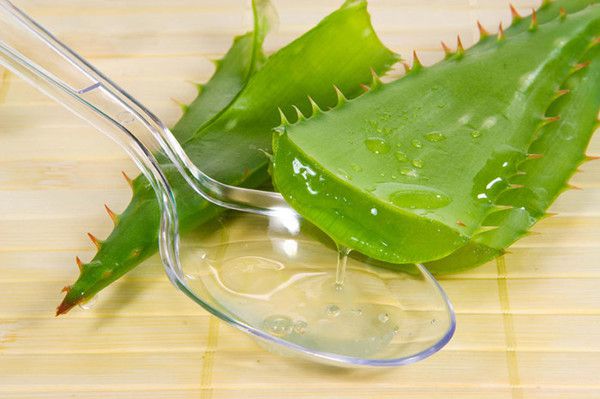 Reasons why you should apply aloe vera on your face, skin and hair + 10 recipes