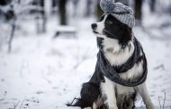 Today frost is expected in most regions of Ukraine