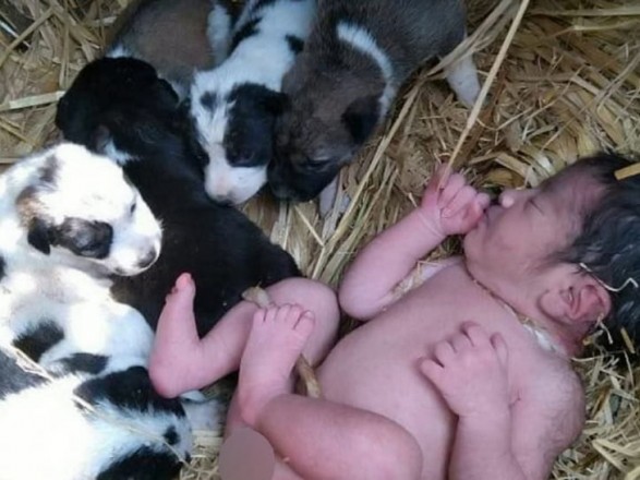 In India, puppies rescued an abandoned baby