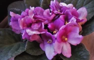 How to make a violet bloom profusely - a life hack for gardeners
