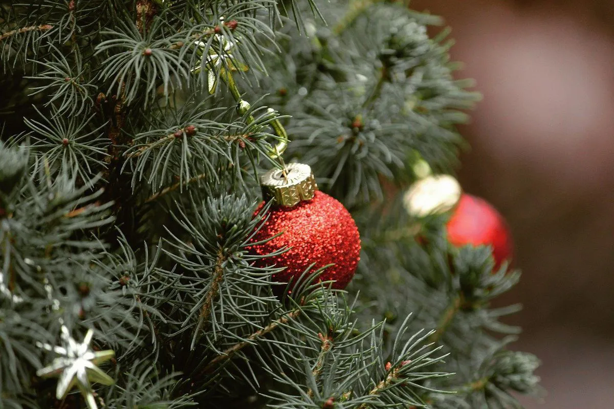 Tips for choosing the perfect live Christmas tree