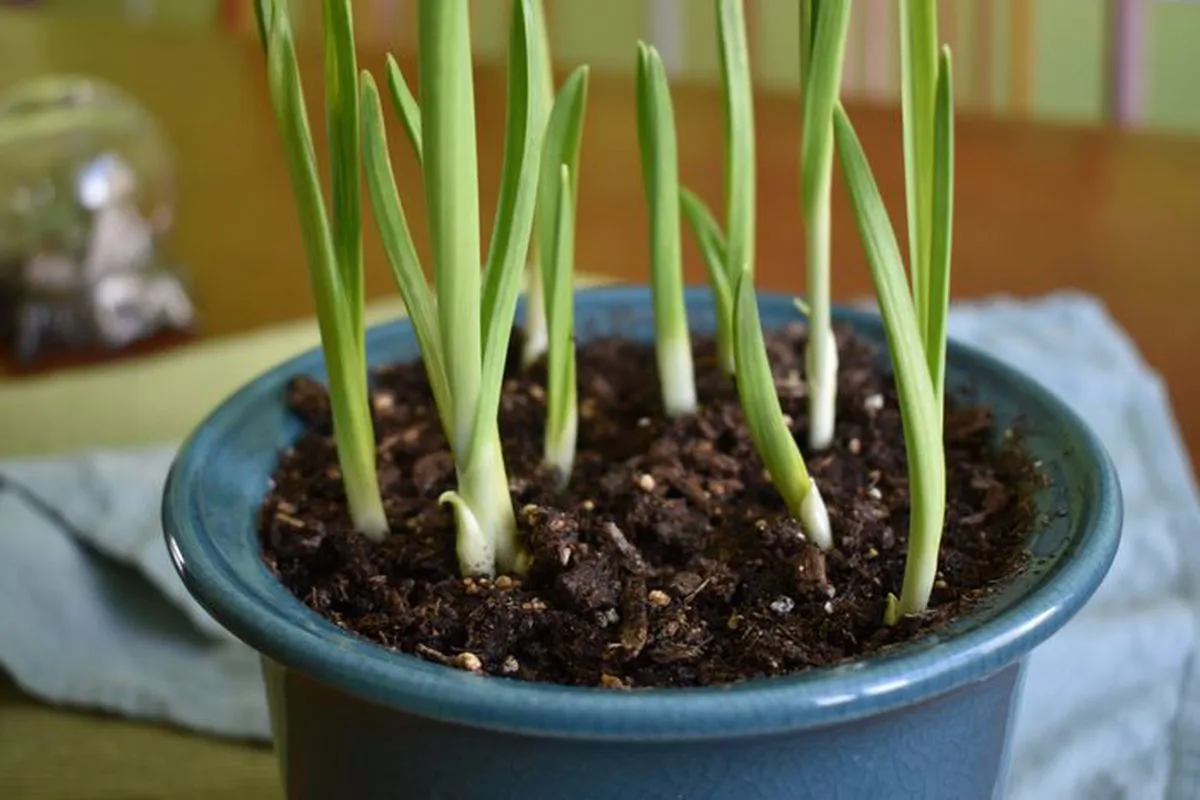 Useful tips for growing garlic in your apartment