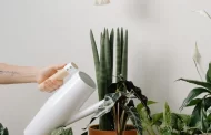 Important tips for watering houseplants in the winter