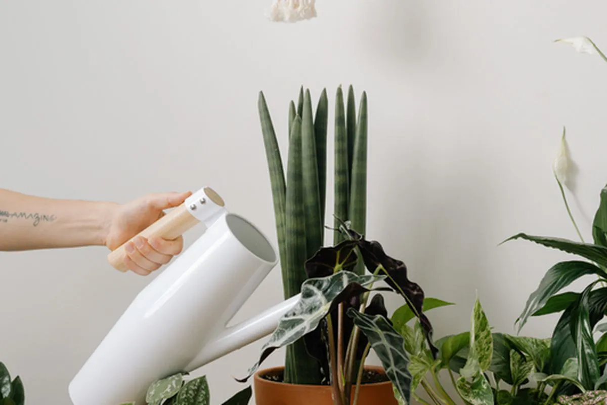 Important tips for watering houseplants in the winter