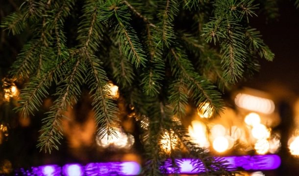Several exhibitions of Christmas trees will open in Kiev