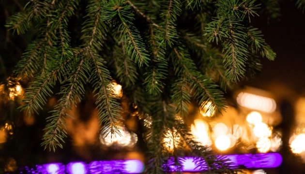Several exhibitions of Christmas trees will open in Kiev