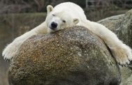 Europe's oldest polar bear has died in Berlin