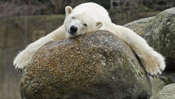 Europe's oldest polar bear has died in Berlin